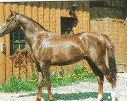 stallion Calife El Rih ox (Arabian purebred, 1989, from Abha Harim ox)