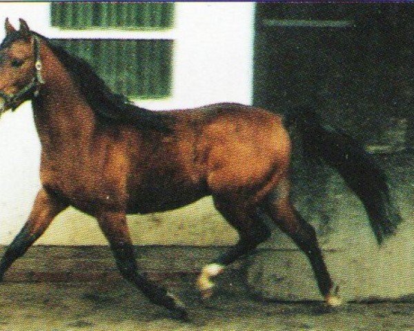 horse KHARAS ox (Arabian purebred, 1987, from Joka-Tuam 1972 ox)