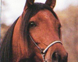Deckhengst Kamaloka (Shagya-Araber, 1987, von Oman)