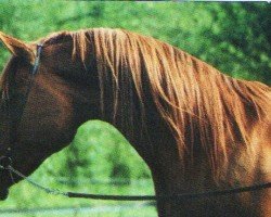 stallion Scha Ze Man ox (Arabian purebred, 1977, from Shaker El Masri 1963 EAO)