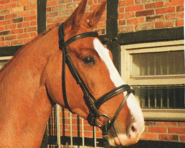 jumper Kastello 22 (German Sport Horse, 2006, from Kaiserwind)