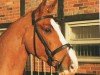 jumper Kastello 22 (German Sport Horse, 2006, from Kaiserwind)