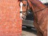 stallion Riyee (Hanoverian, 2006, from Royaldik)