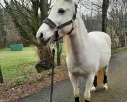 dressage horse Luna 1464 (Welsh-Pony (Section B), 1997)