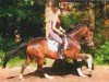 Dressurpferd Frini 2 (Oldenburger, 2008, von For Compliment)