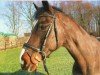 horse Piorette (Rhinelander, 1998, from Pessoa)