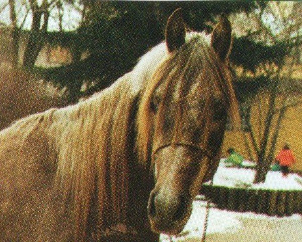 horse Kemahal ox (Arabian purebred, 1989, from Ibn Estopa 1977 ox)