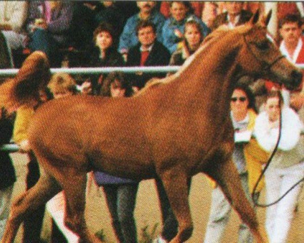 stallion Jackirosch ox (Arabian purebred, 1989, from Jordan ox)