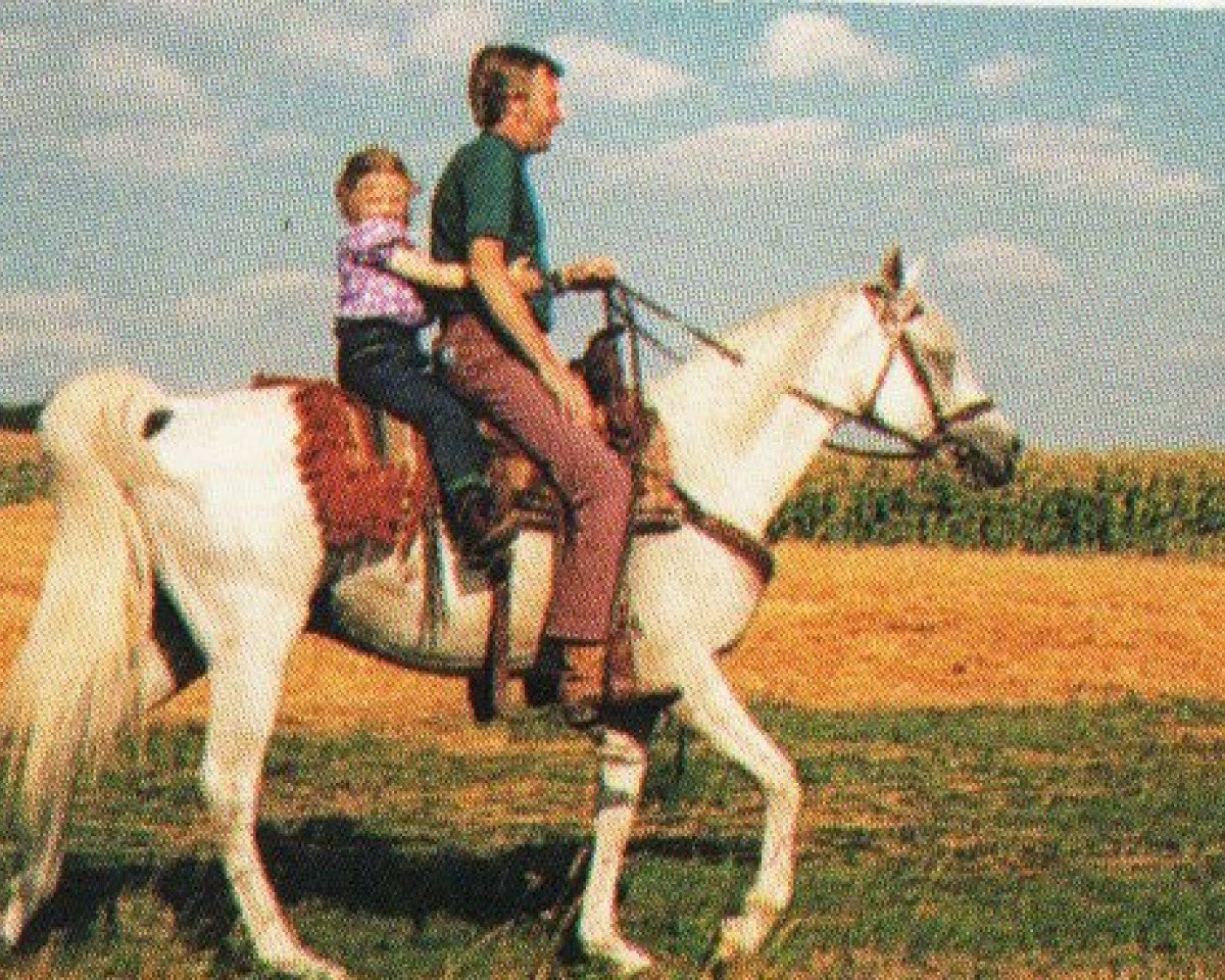 Deckhengst Dziskan ox (Vollblutaraber, 1977, von Kaisoon 1958 EAO)