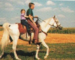 stallion Dziskan ox (Arabian purebred, 1977, from Kaisoon 1958 EAO)
