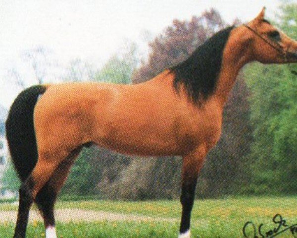 stallion Narew ox (Arabian purebred, 1985, from Neman 1973 ox)