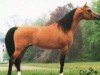 stallion Narew ox (Arabian purebred, 1985, from Neman 1973 ox)