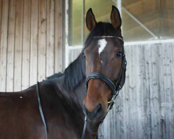 jumper Le petit tonner (Austrian Warmblood, 2011, from Le Balou 3)