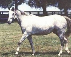 broodmare Spectacular xx (Thoroughbred, 1970, from Promised Land xx)