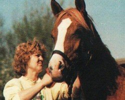 Pferd Taswan ox (Vollblutaraber, 1989, von Tassili ox)