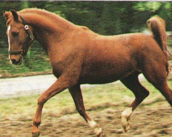 Pferd Phoenix ox (Vollblutaraber, 1987, von El Abd EAO)