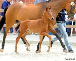 dressage horse Findus Hoppet (Hanoverian, 2017, from Finnigan)