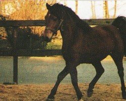 stallion Kemal Ibn Pascha I ox (Arabian purebred, 1984, from Pascha I ox II)