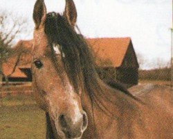 Deckhengst Potomac ox (Vollblutaraber, 1989, von Nahbay ox)