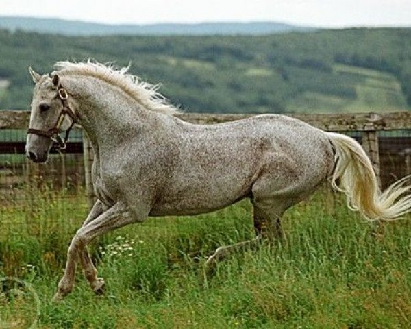 stallion Spectacular Bid xx (Thoroughbred, 1976, from Bold Bidder xx)