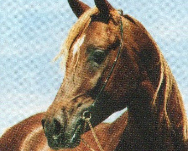 stallion U.P. Mohamed Pasha ox (Arabian purebred, 1987, from Sherif Pasha 1982 ox)