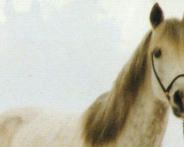 horse GERRY ox (Arabian purebred, 1983, from Abu Azmi ox 1405)