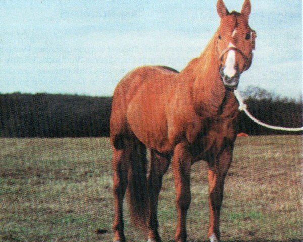 Deckhengst Colonel Good Times (Quarter Horse, 1987, von Colonel Freckles)