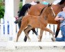 dressage horse Be My Girl 10 (Westphalian, 2017, from Baccardi)