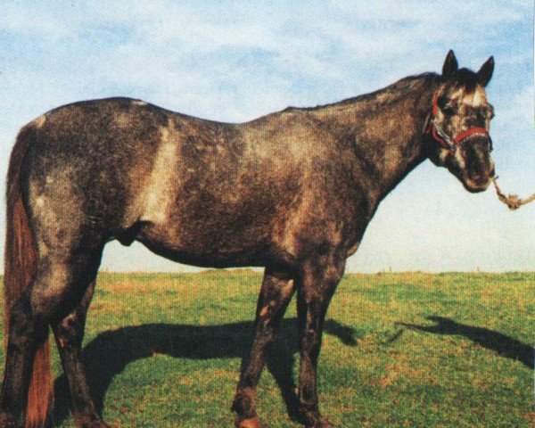 Deckhengst CL Sierra Serenade (Quarter Horse, 1991, von Sierra Scheme)