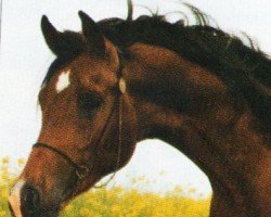 stallion Bahreinx ox (Arabian purebred, 1987, from Mohafez 1976 EAO)