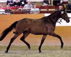 broodmare Tiefensee (Trakehner, 2006, from Le Rouge 7)