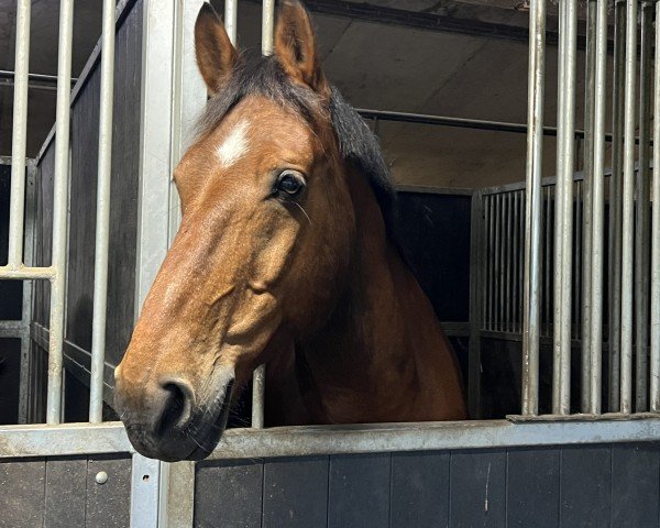 horse Levian (Freiberger, 2008, from Legato)
