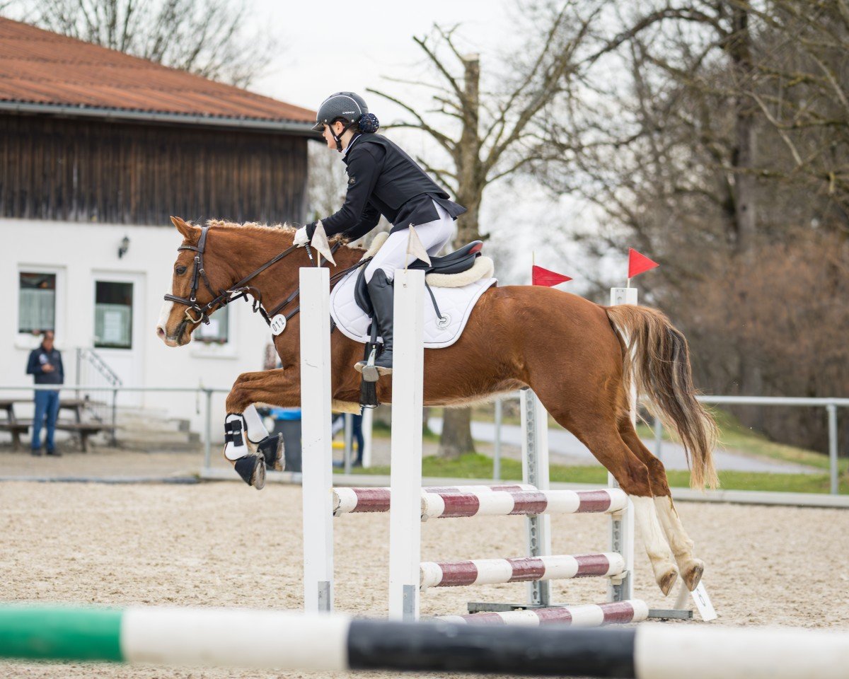 Springpferd Eddi 137 (Deutsches Reitpony, 2016, von Ping Pong)