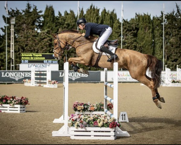 jumper Arezzo de Llamosas (Spanish Sport Horse, 2018, from Arezzo VDL)