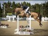 jumper Arezzo de Llamosas (Spanish Sport Horse, 2018, from Arezzo VDL)