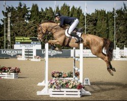 jumper Arezzo de Llamosas (Spanish Sport Horse, 2018, from Arezzo VDL)