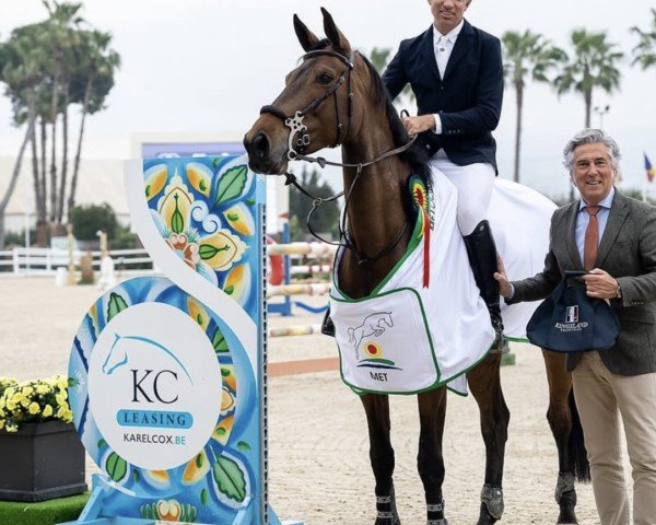 broodmare Gin Tonic van het Gerendal Z (Zangersheide riding horse, 2016, from George Z)