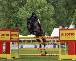 Deckhengst Castlefield Cornet (Holsteiner, 2016, von Cornet Obolensky)