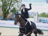 Springpferd Diamant du Buisson Z (Zangersheide Reitpferd, 2011, von Dutch Capitol)