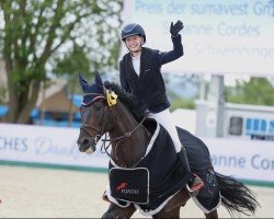 jumper Diamant du Buisson Z (Zangersheide riding horse, 2011, from Dutch Capitol)