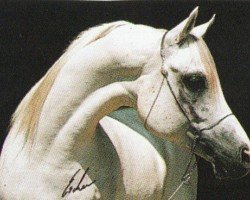 horse Romero (Arabian, 1984, from Plakat ox)