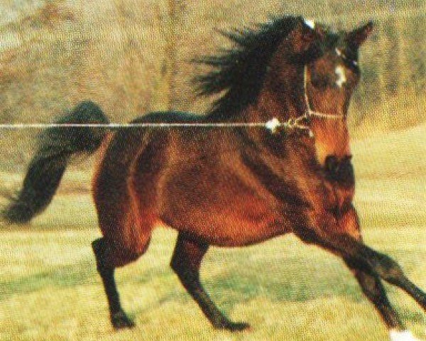 stallion Kalif V ox (Arabian purebred, 1986, from Saljut 1977 ox)