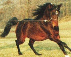 stallion Kalif V ox (Arabian purebred, 1986, from Saljut 1977 ox)