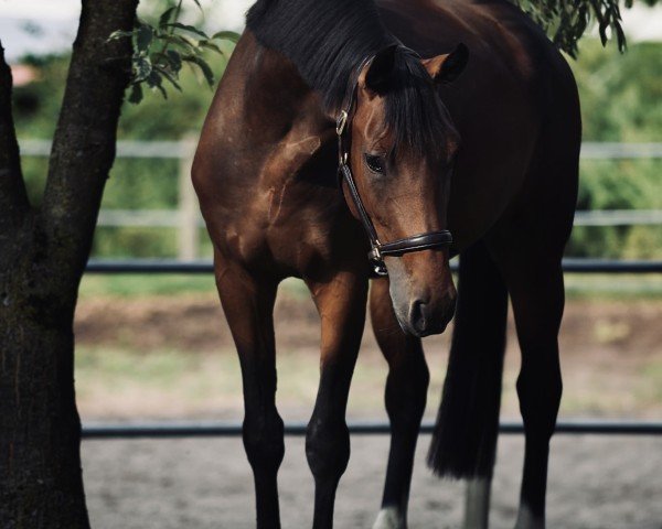 Springpferd Coco Noée (Hannoveraner, 2021, von Comme il Faut)