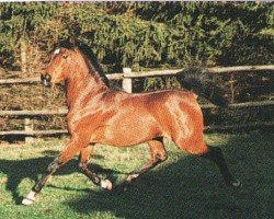 stallion Maamoom Ibn Gazala ox (Arabian purebred, 1986, from Hamasa Arslan ox)
