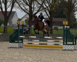 Springpferd Say Hello T (Deutsches Sportpferd, 2014, von Stolzenberg)