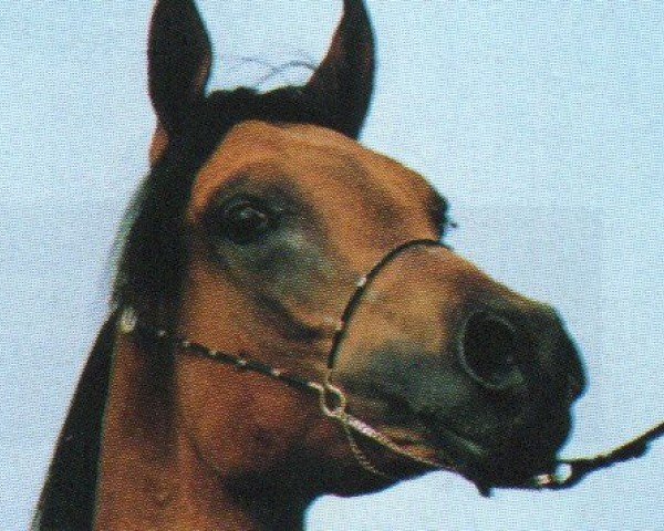 horse Ayman (Arabian, 1990, from Maysoun 1985 ox)