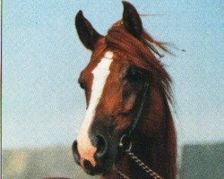 stallion Brigand ox (Arabian purebred, 1986, from Plakat ox)