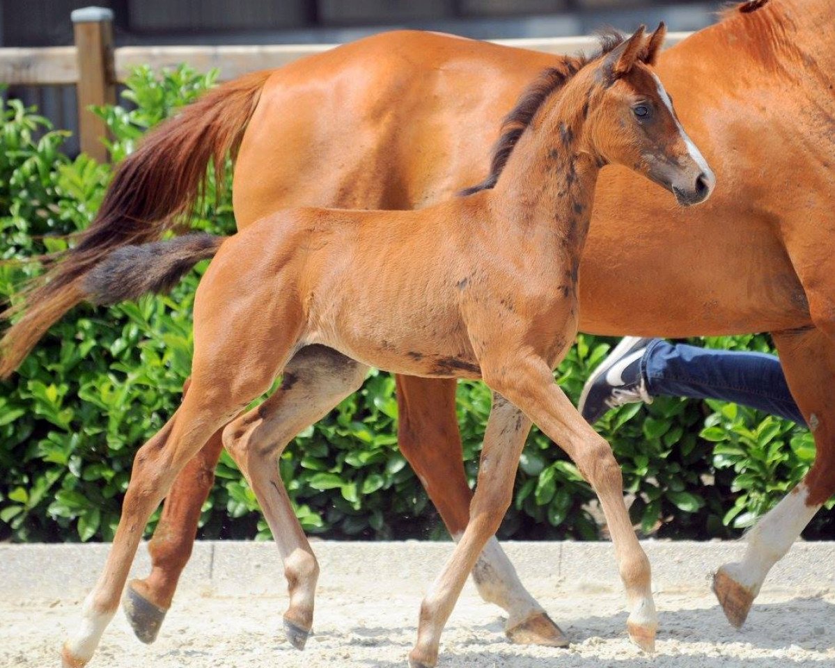 broodmare Delphi E (Westphalian, 2017, from Dinario 7)