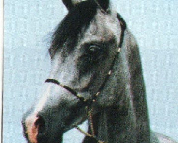 Pferd Faheed EAO (Vollblutaraber, 1990, von Hakeel Ibn Kaysoon EAO)